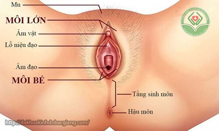 Phẫu thuật chỉnh hình môi âm hộ
