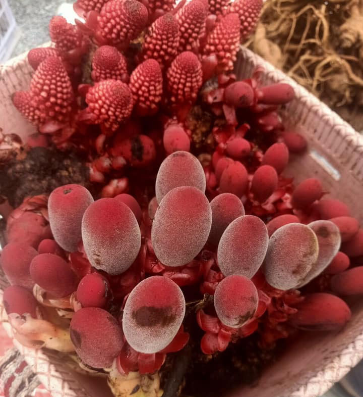 nam-ngoc-cau-chua-yeu-sinh-ly
